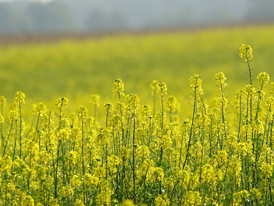 Grundwasserschutzmanagement_Senffeld_550x414