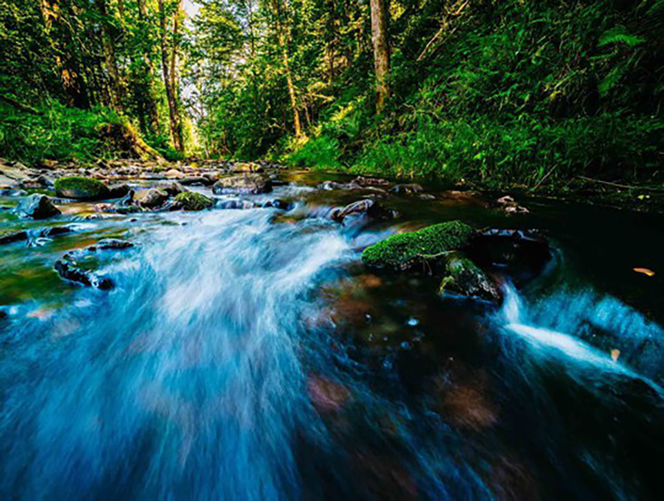 grundwassermanagement_forstwirtschaft